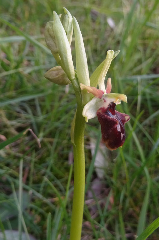 decine di...... Ophrys sphegodes